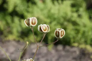 Malabaila aurea