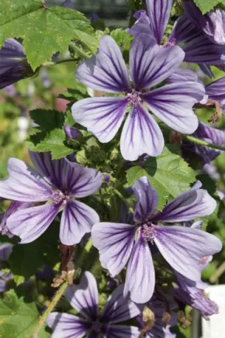 Malva sylvestris 'Marina'