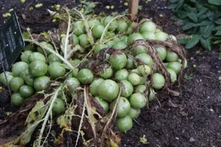 Mandragora officinarum