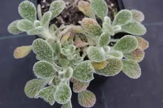Marrubium supinum