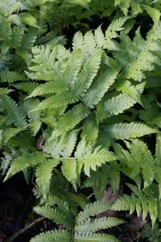 Matteuccia orientalis