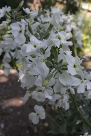 Matthiola perennis 'Alba'