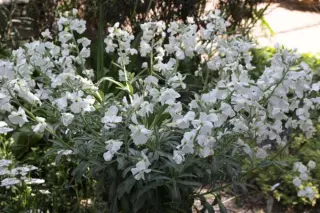 Matthiola perennis 'Alba'
