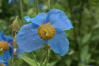 Meconopsis baileyli (syn. M. betonicifolia)