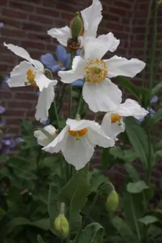 Meconopsis betonicifolia 'Alba'