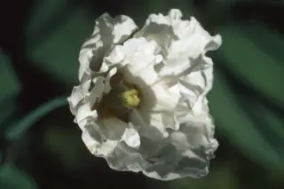 Meconopsis betonicifolia 'Alba'