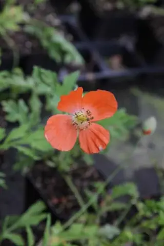 Meconopsis cambrica 'Frances Perry'