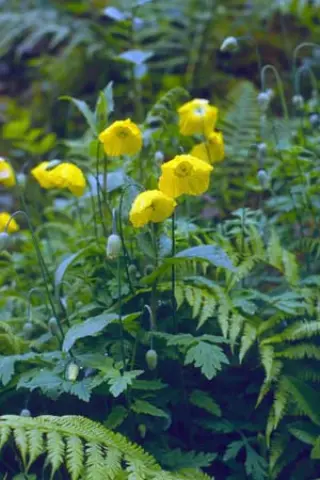 Meconopsis cambrica (geel)