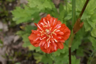 Meconopsis cambrica 'Muriel Brown'