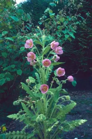 Meconopsis napaulensis 'Pink Form'