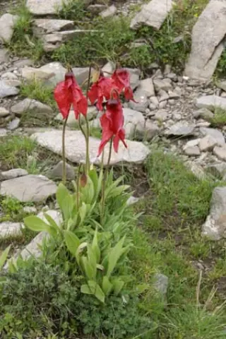 Meconopsis punicea
