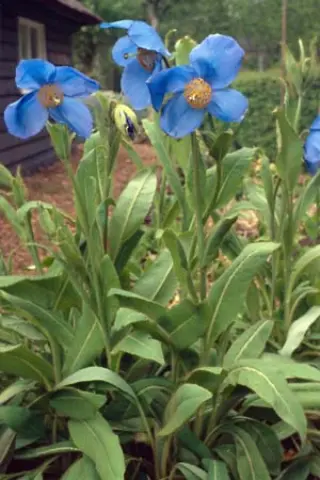 Meconopsis x sheldonii