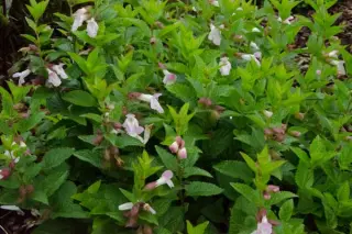 Melittis melissophyllum (2) 'Witroze'
