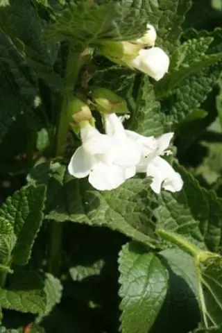 Melittis melissophyllum (5) 'Wit Laag'