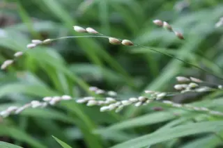 Melica uniflora