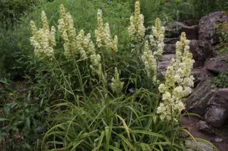 Melanthium virginicum