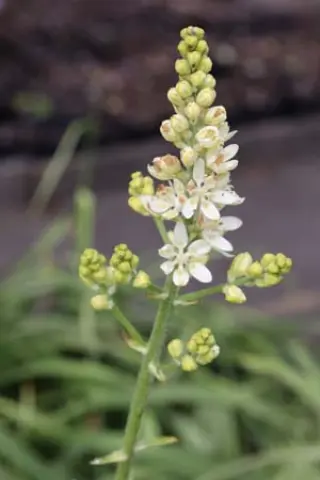 Melanthium virginicum