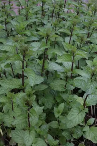 Mentha x piperita 'Multimentha'