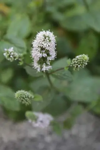 Mentha x piperita 'Multimentha'