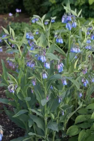Mertensia ciliata