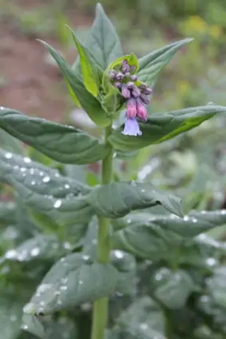 Mertensia ciliata