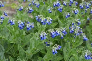 Mertensia echioides