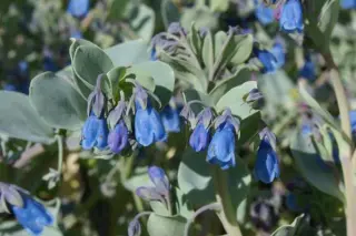 Mertensia maritima (M. asiatica, M. simplicissima)