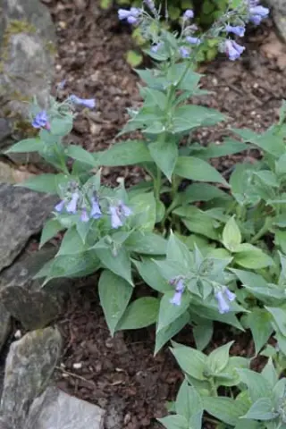 Mertensia sibirica