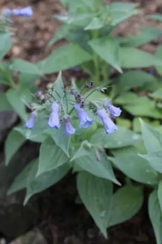 Mertensia sibirica