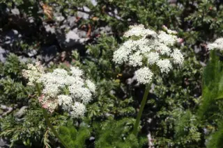 Meum athamanticum