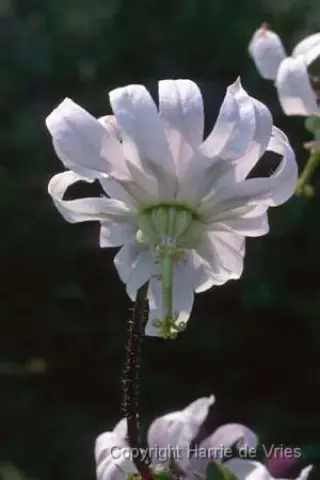 Michauxia campanuloides