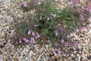 Micromeria marginata (Mte de Pietrovechia)