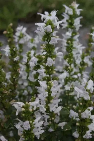 Micromeria thymifolia 'Nana'