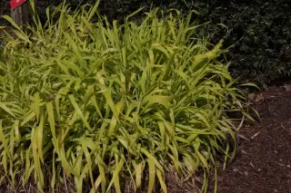 Milium effusum 'Aureum'