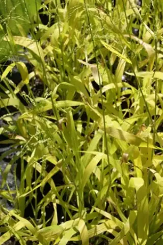 Milium effusum 'Aureum'