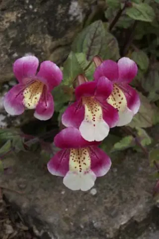Mimulus naiandinus 'Mega'
