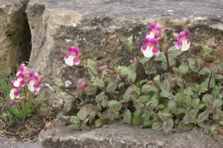 Mimulus naiandinus 'Mega'