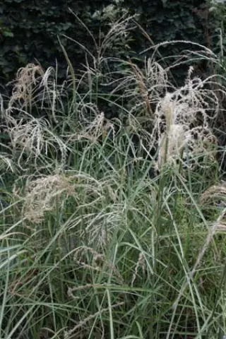 Miscanthus nepalensis 'Shikola'
