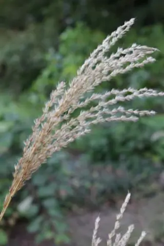 Miscanthus sinensis 'Dronning Ingrid'
