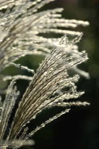 Miscanthus sinensis 'Federweisser'