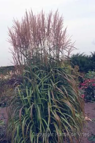 Miscanthus sinensis 'Ghana'