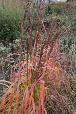 Miscanthus sinensis 'Ghana'