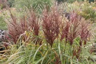Miscanthus sinensis 'Hermann Müssel'