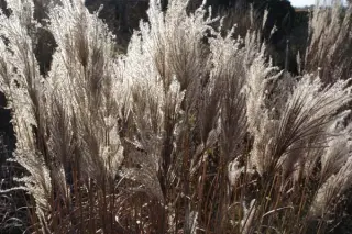Miscanthus sinensis 'Hermann Müssel'
