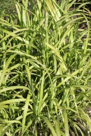 Miscanthus sinensis 'Hinjo'
