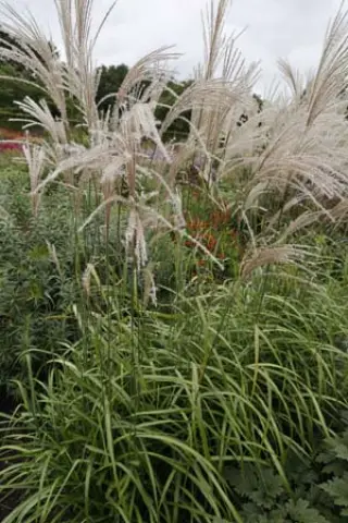Miscanthus sinensis 'Issa'