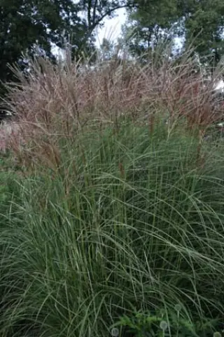 Miscanthus sinensis 'Kleine Silberspinne'