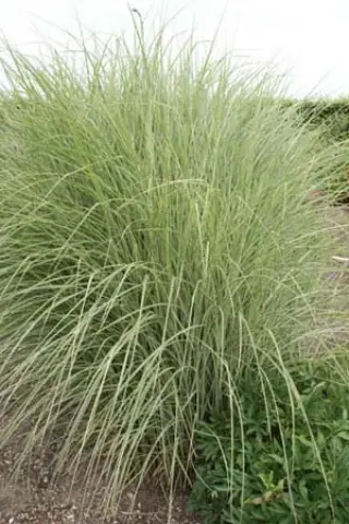 Miscanthus sinensis 'Morning Light'
