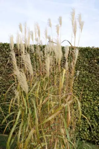 Miscanthus sinensis 'Nishidake'