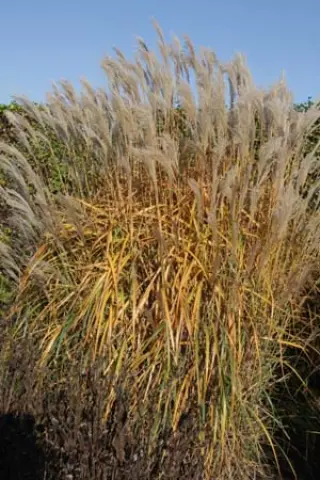 Miscanthus sinensis 'Pr. Rich. Hansen'